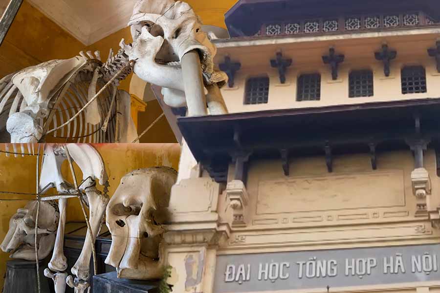 Discover 19th century animals and plants in Hanoi
