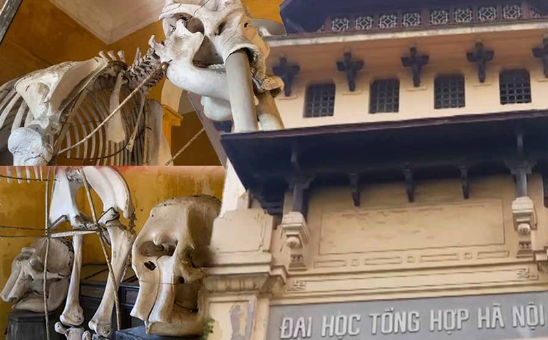 Discover 19th century animals and plants in Hanoi
