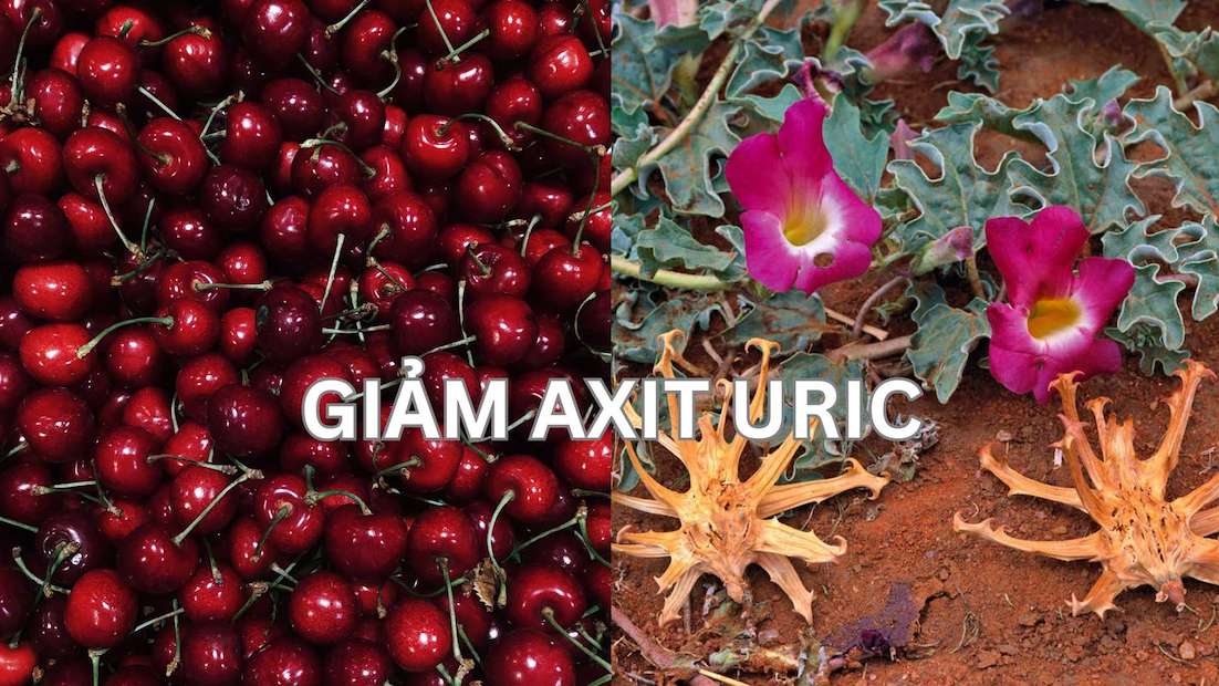 2 familiar foods help reduce uric acid levels.