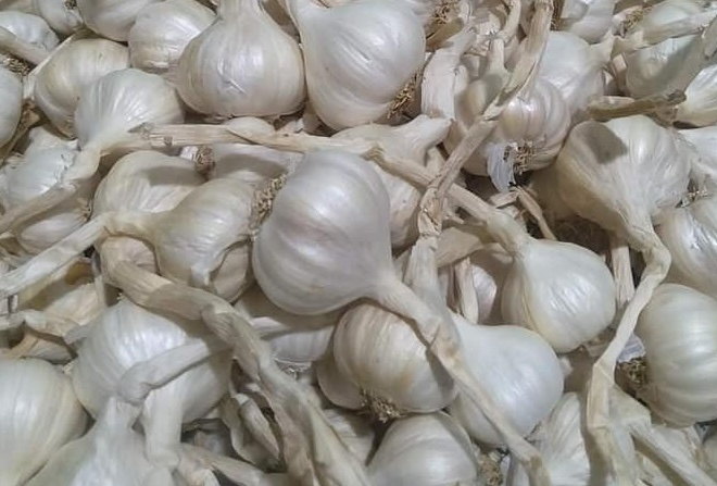 Garlic is said to have many benefits for kidney health but needs to be used properly. Photo: Kieu Vu