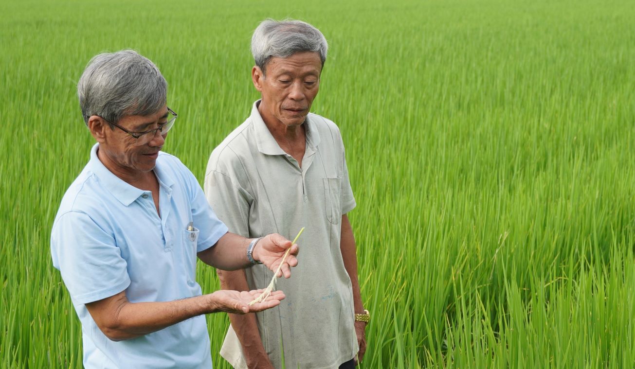 Rice farmers in Soc Trang who reduce emissions are excited to reduce costs and increase profits.