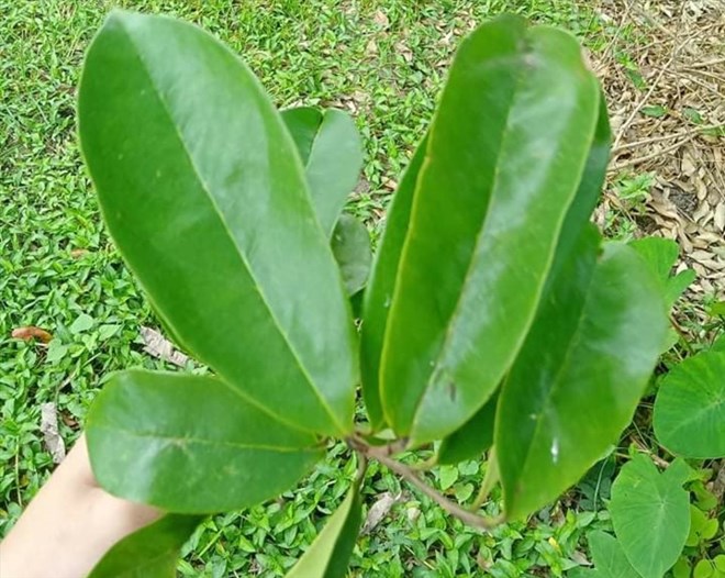 Soursop leaves, when prepared and used properly, are a natural aid in the weight loss journey. Photo: Thanh Ngoc.