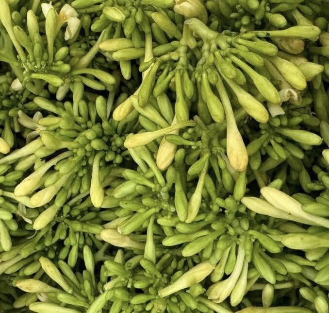 Male papaya flowers are said to help reduce belly fat and lose weight effectively. Photo: Kieu Vu