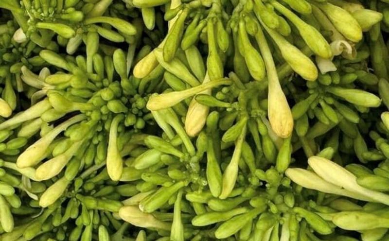 Male papaya flowers are said to help reduce belly fat and lose weight effectively. Photo: Kieu Vu