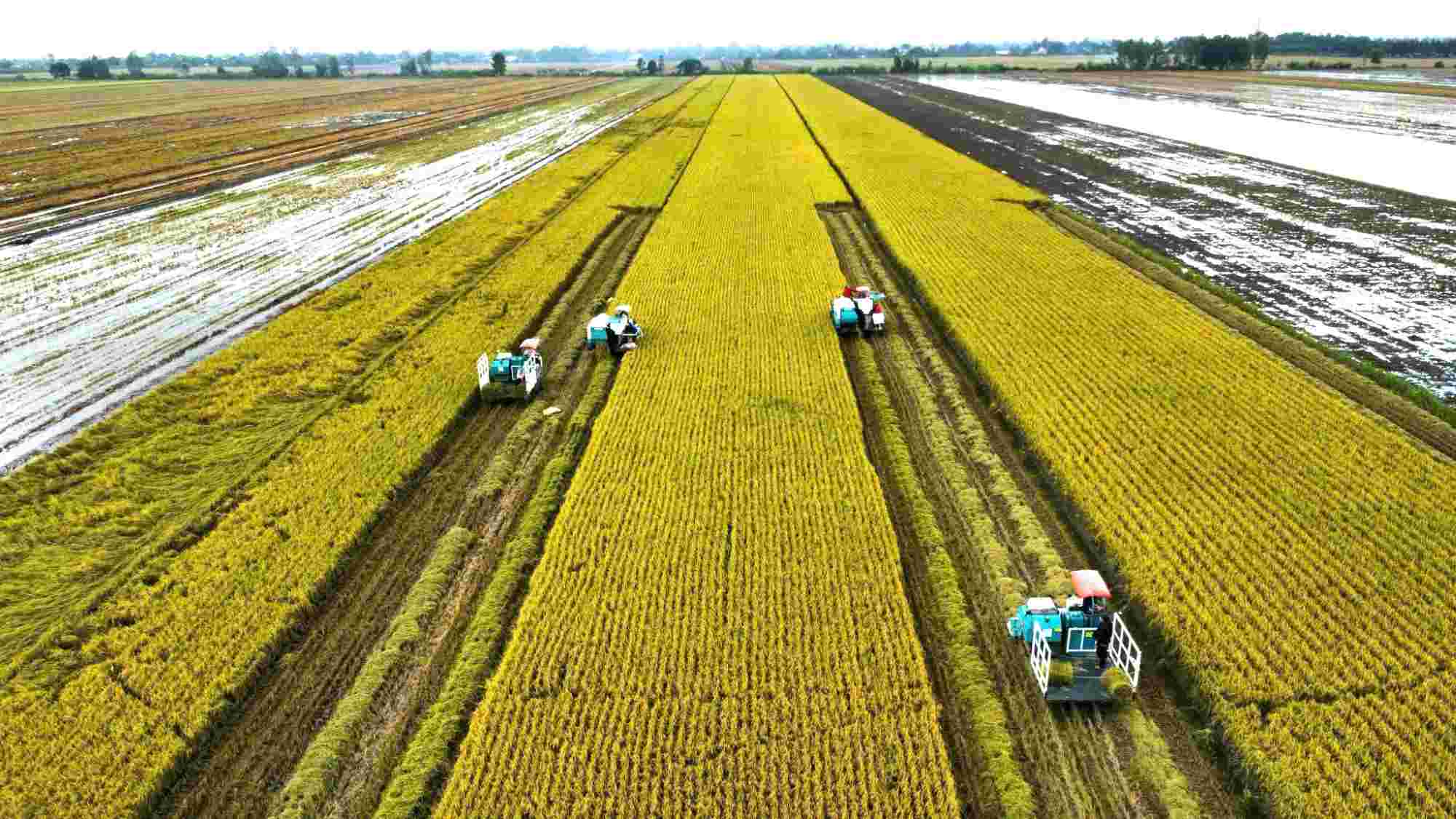 Harvesting rice in the 1 million hectare high-quality rice project. Photo: Ta Quang