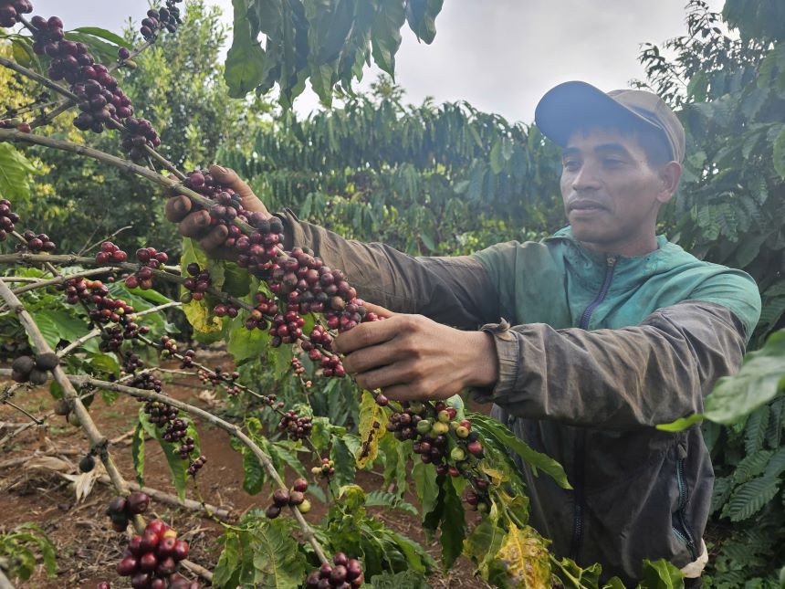 Contract coffee picking helps many people earn high income. Photo: Thanh Quynh