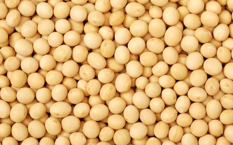Soybeans can help reduce blood fat when properly added to the diet. Photo: Kieu Vu
