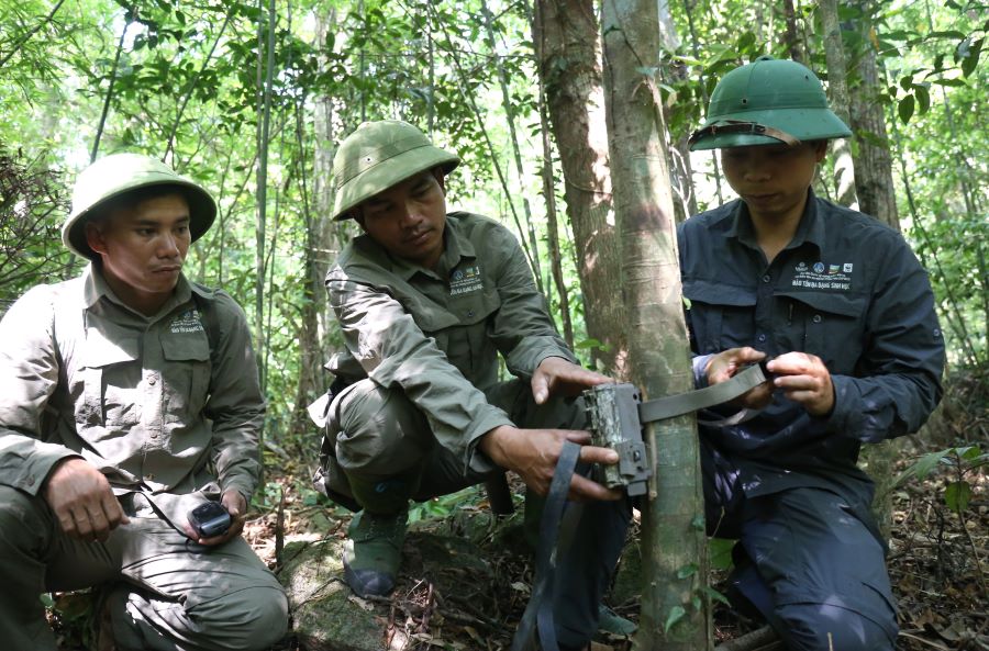 Cán bộ Ban Quản lý Khu bảo tồn thiên nhiên Bắc Hướng Hóa đặt bẫy ảnh. Ảnh: Hưng Thơ.