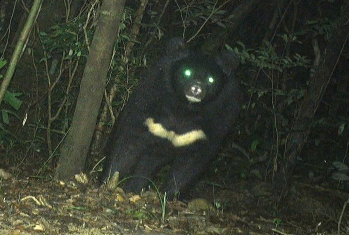 A bear was discovered in the reserve. Photo: Bac Huong Hoa Nature Reserve Management Board.