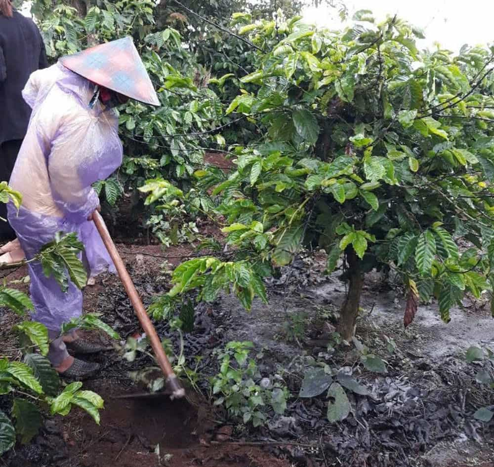 Nguoi dan hoc cach cham bon vuon ca phe de tang nang suat, gia tri. Anh: Ngoc Bich 