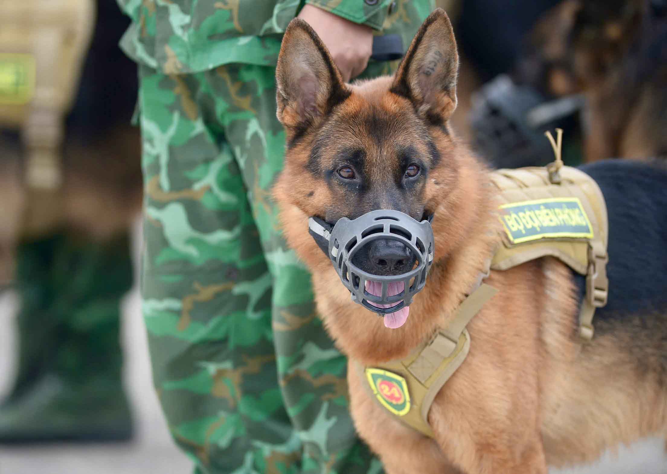 Quan khuyen duoc tuyen chon tu becgie Duc va becgie Bi (malinois) - hai dong cho chien dau co suc khoe, suc ben va doi hinh dong deu. Anh: Huu Chanh