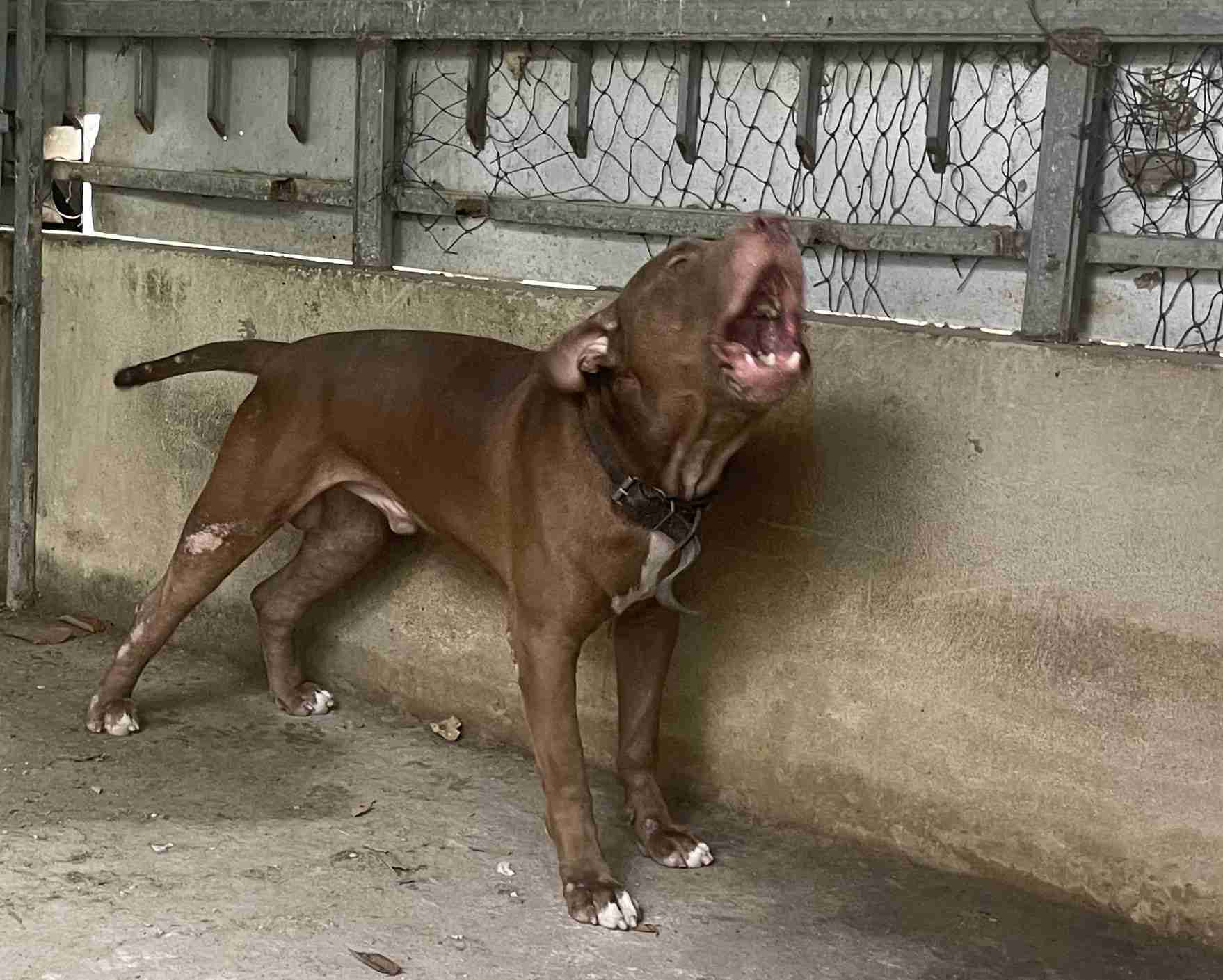 People panic when seeing pitbulls in urban areas. Photo: Dinh Trong
