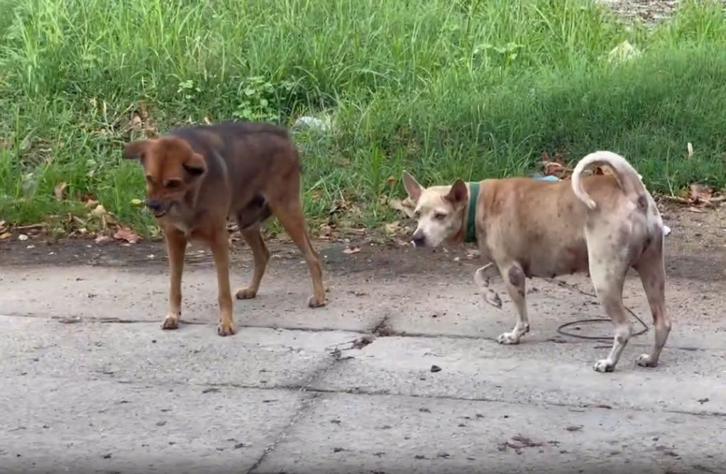 Cho tha rong o phuong Hiep Thanh, thanh pho Thu Dau Mot. Anh: Dinh Trong