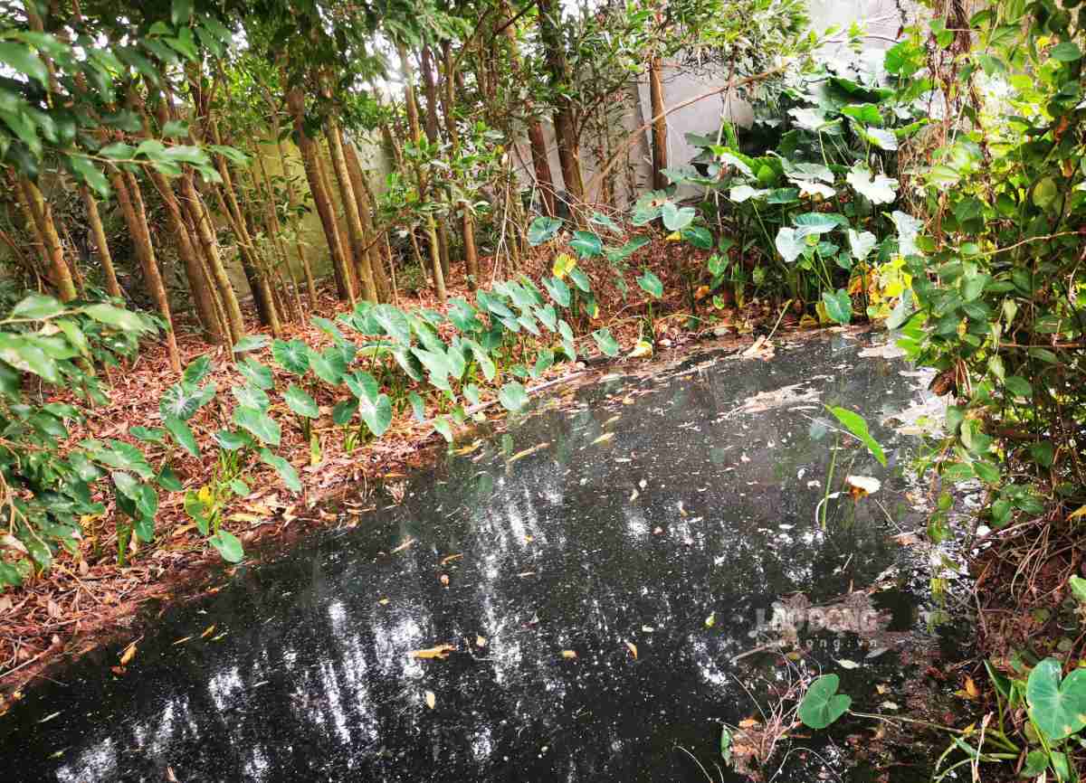 Mương, máng nội đồng gần trại lợn chuyển màu đen xì, bốc mùi hôi thối. Ảnh: Hà Vi