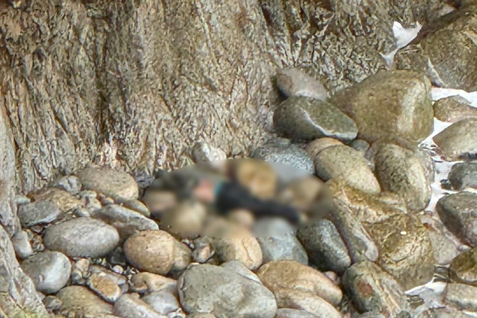 The location of the man who fell off a cliff and died while digging bonsai trees in Binh Dinh. Photo: Police