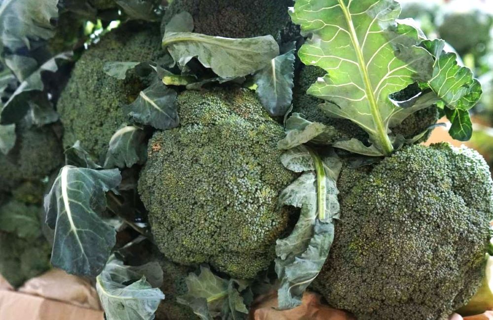 Broccoli is rich in calcium, good for bones, teeth and muscles. Photo: Thanh Thanh