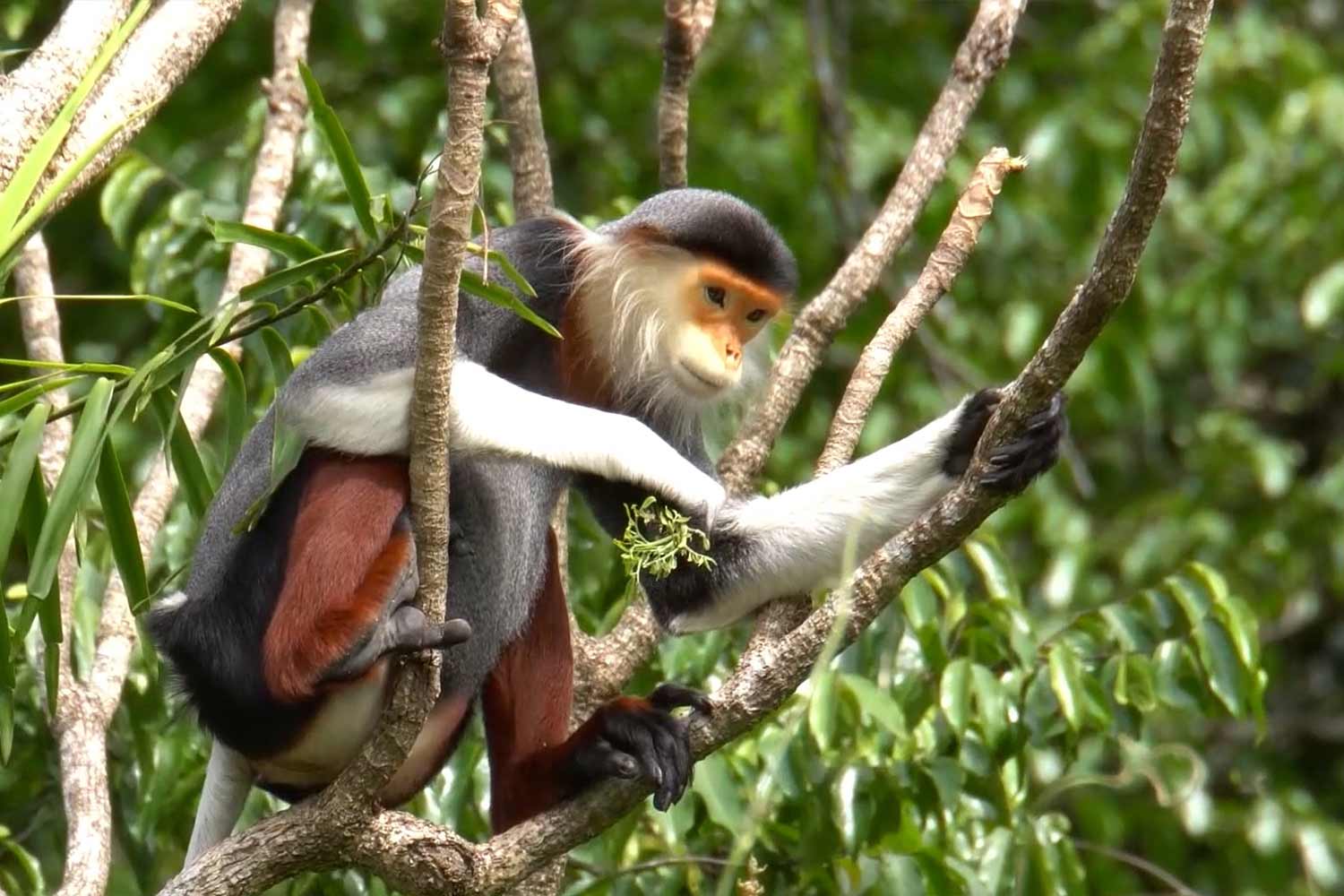 Unique model "bringing" wild nature to Hanoi