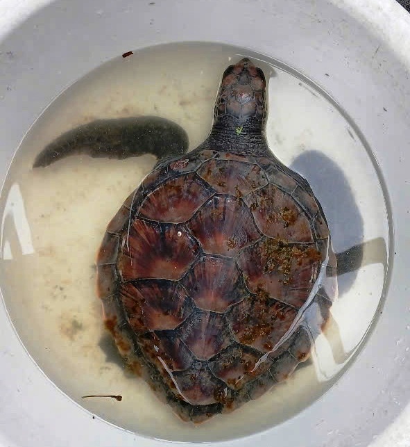 A rare sea turtle was handed over by Quang Ngai residents to authorities for release back into its natural habitat. Photo: Duc Minh