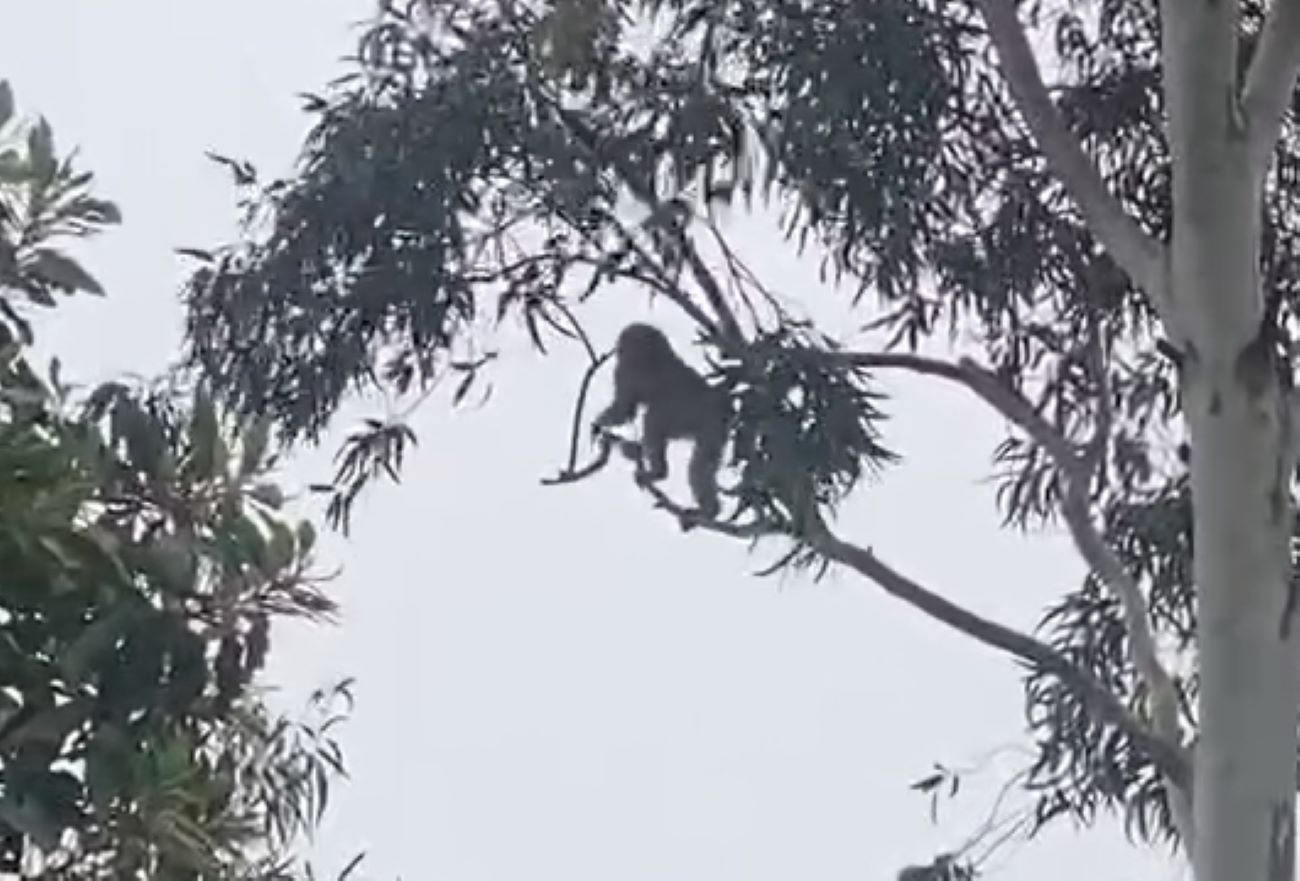 The monkey was discovered in Cam Lo district. Photo: A.Vu.