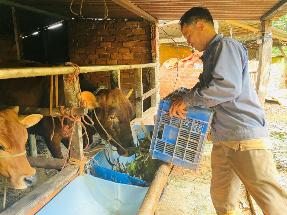 Mr. Nguyen Minh Nhuong was excited to receive breeding cows to have more livelihood to escape poverty sustainably. Photo: Dinh Quang