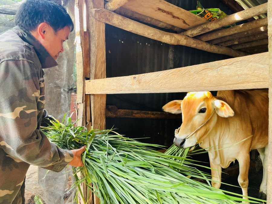 Tai xa Quang Truc, hon 125 ho ngheo va can ngheo da duoc nhan bo giong de chan nuoi. Anh: Pham Quang