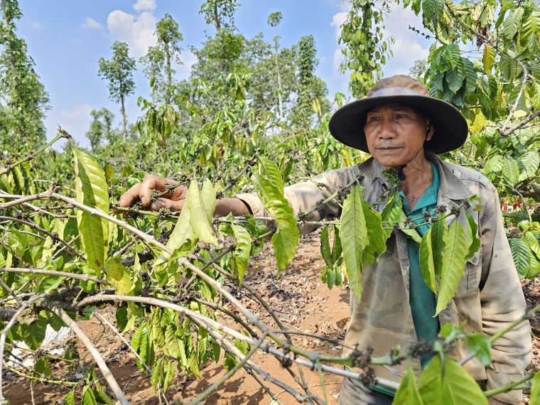 Drought affects coffee in Dak Lak. Photo: Thanh Quynh