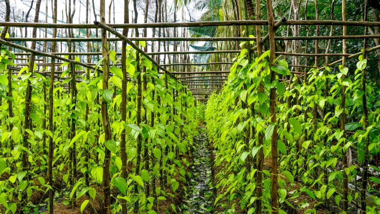 “Lang trau Vi Thuy” thuoc xa Vi Thuy da gan bo lau doi voi nguoi dan va tro thanh net dac trung moi khi nhac den. Hien Vi Thuy co gan 40ha trau, trong do xa Vi Thuy duoc xem la “Vuong quoc trau la” tap trung gan 200 vuon trau voi dien tich khoang 32ha.