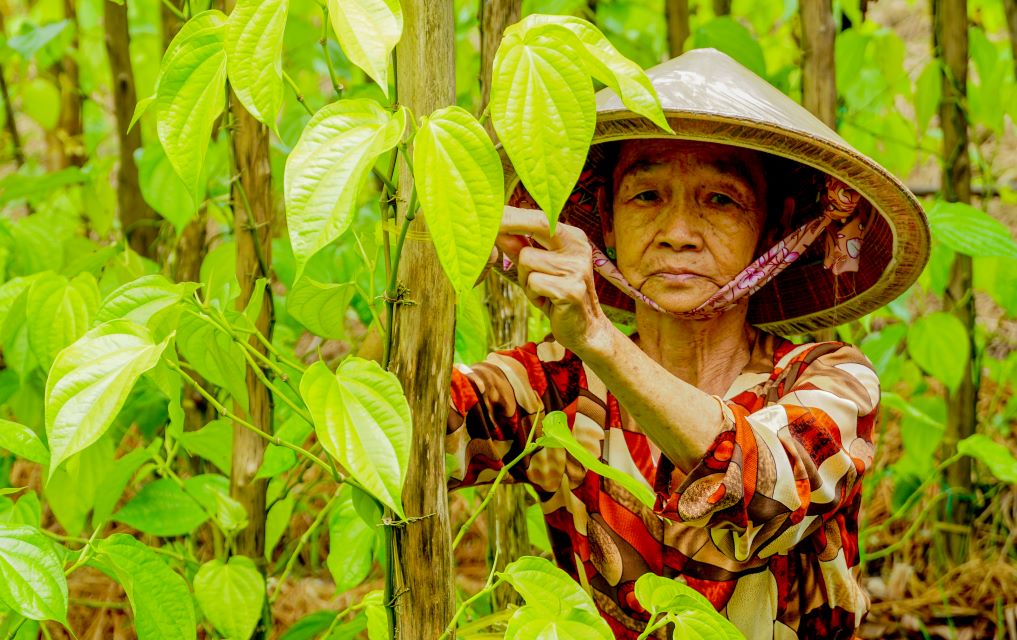  Tại đây cũng đã thành lập HTX Trầu Vàng với 24 thành viên canh tác 16ha trầu. Trung bình mỗi tháng HTX cung ứng khoảng 5.000 – 6.000 ốp trầu cho thị trường,  giá trầu dao động từ 8.000 – 12.000 đồng/kg.