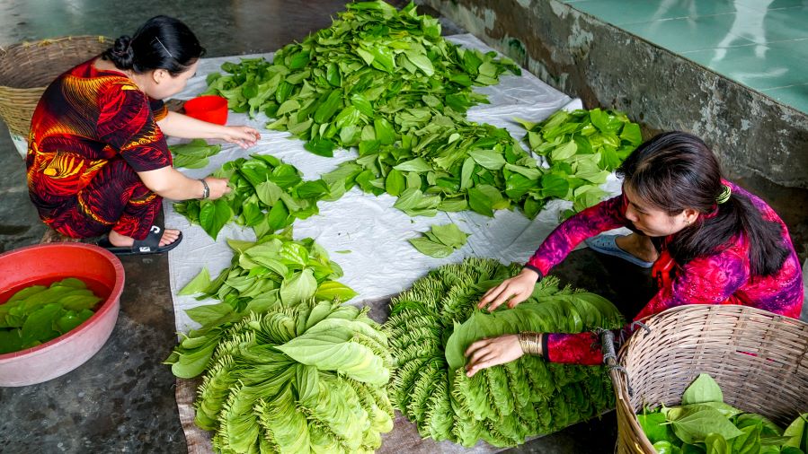 Thoi gian qua, day trau da giup rat nhieu ho dan thoat ngheo, vuon len kha gia, nhieu ho dan co cua an cua de, xay dung nha cua khang trang, cho con cai an hoc dang hoang.