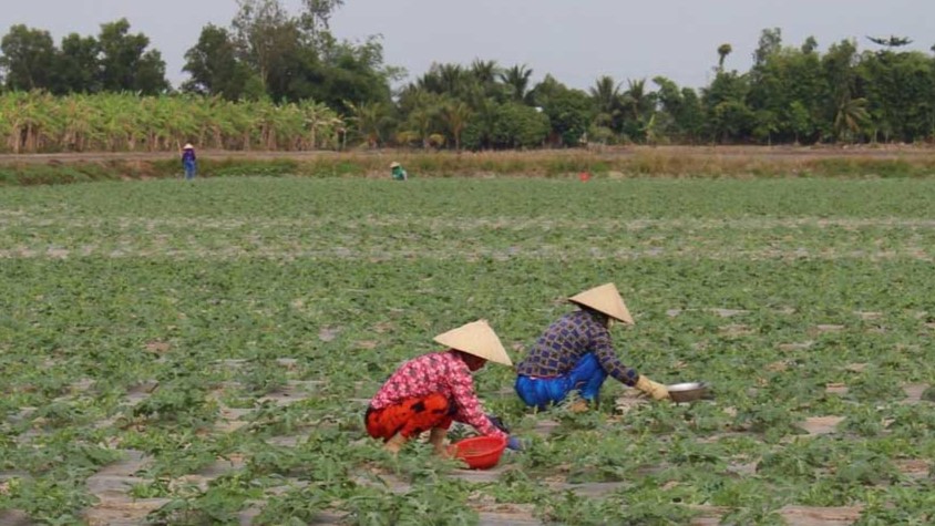 Nông dân thường xuyên thăm đồng để đảm bảo chất lượng rau, quả cung ứng cho thị trường. Ảnh: Mỹ Ly