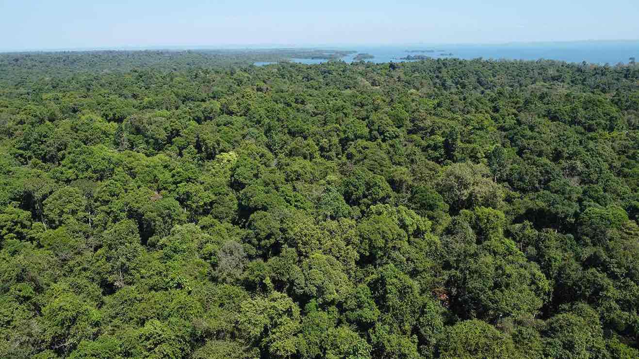 Forest scene at Dong Nai Cultural Nature Reserve. Photo: HAC