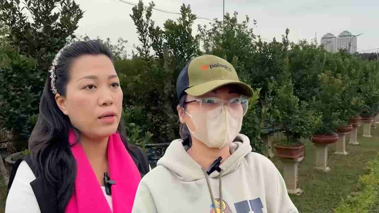 Kumquat growers in Tay Ho are busy preparing for Lunar New Year