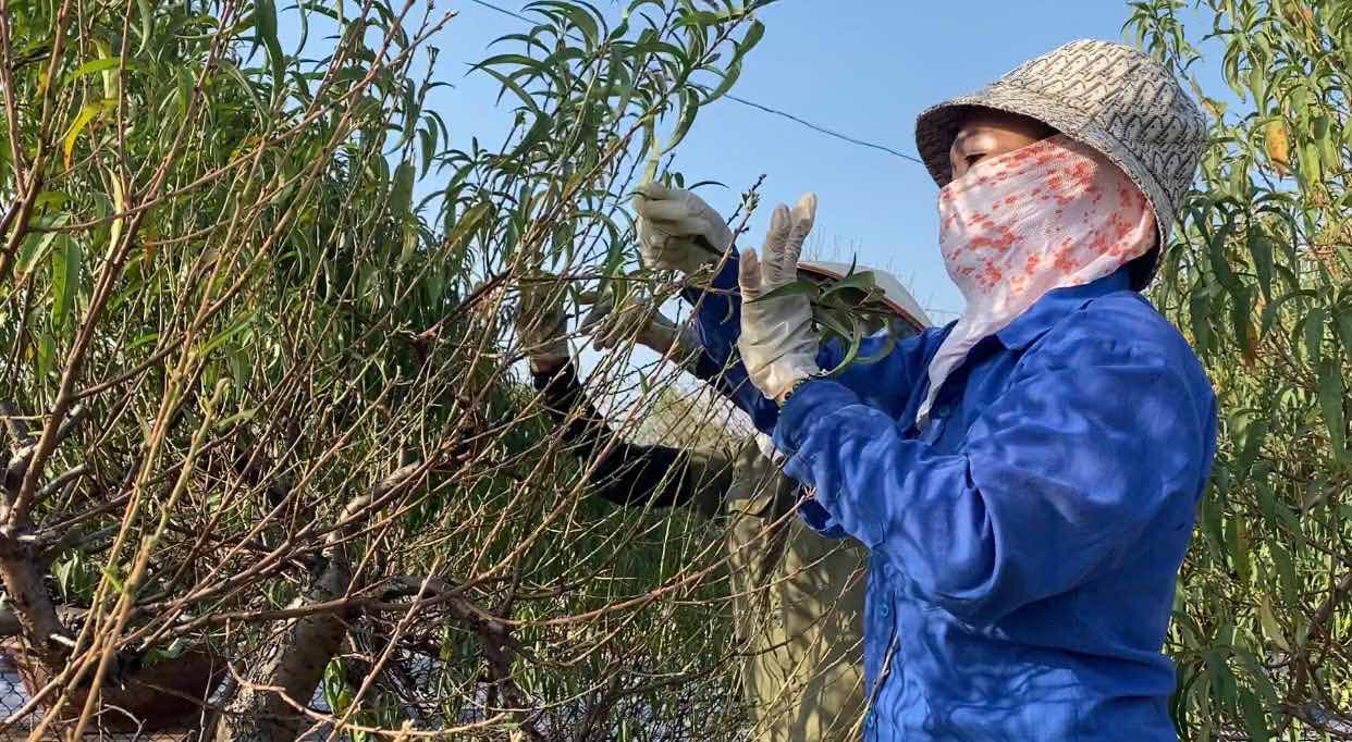 People in Nhat Tan peach village (Tay Ho district, Hanoi) meticulously strip leaves from each peach tree in time for the Lunar New Year. Photo: Nhat Minh