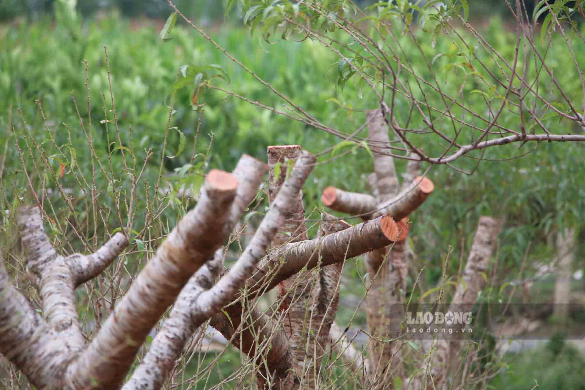 Nhung goc dao moi tiep tuc duoc dua ve cat tia, cham bon cho vu moi.  Anh: Viet Bac.