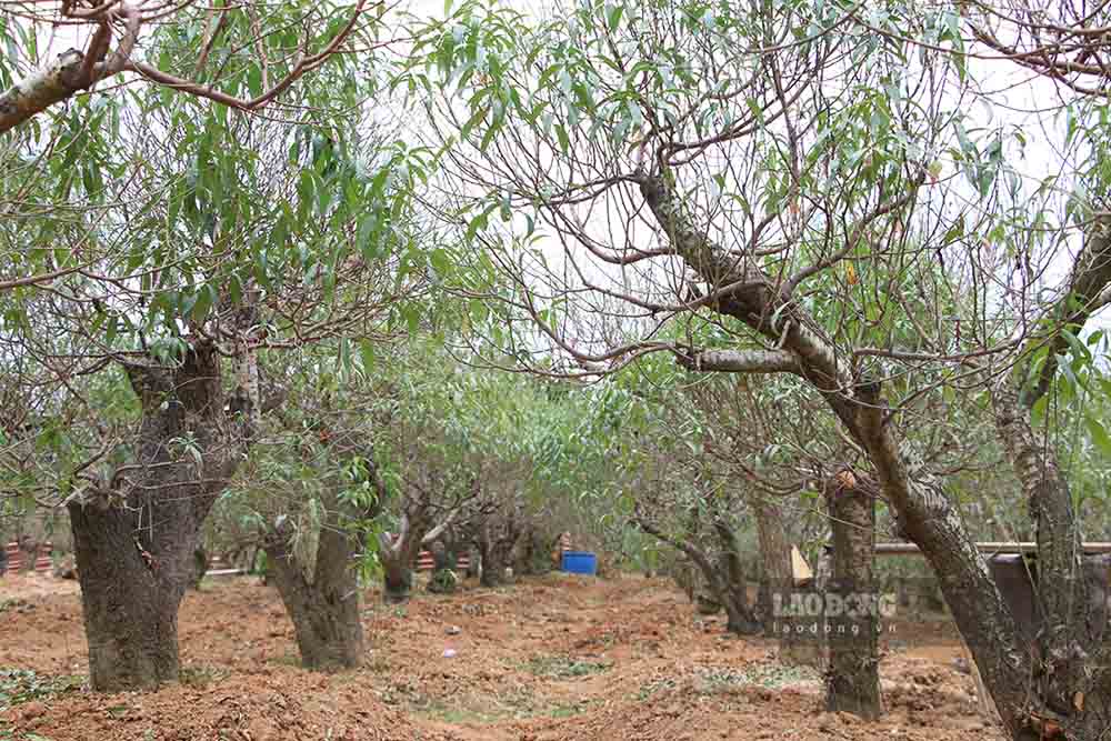 Tai lang trong dao Nong Tien co nhieu goc dao da hang chuc tuoi doi.  Anh: Viet Bac.