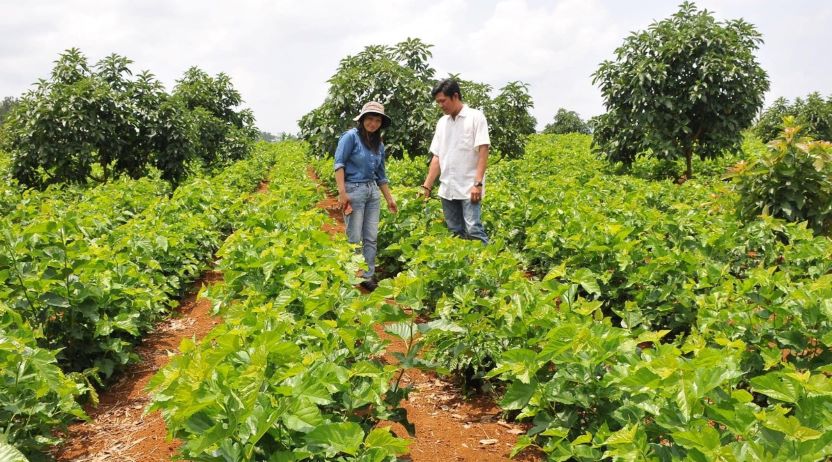 Currently, authorities in Dak Nong province are organizing training courses on mulberry growing and silkworm raising to help many households escape poverty. Photo: Van Tam
