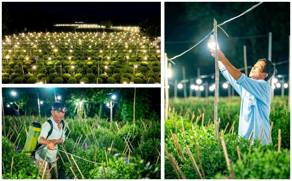 Tet flower village in Binh Dinh is lit up, expecting a bumper flower season. Photo: Dung Nhan