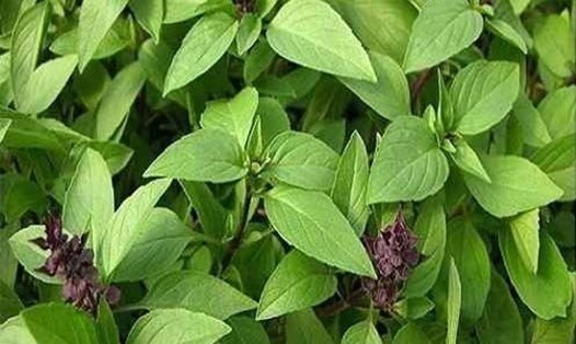 Húng quế là một thảo mộc tự nhiên với nhiều lợi ích sức khỏe đáng kể cho người bệnh tiểu đường. Ảnh minh họa: Thanh Ngọc.