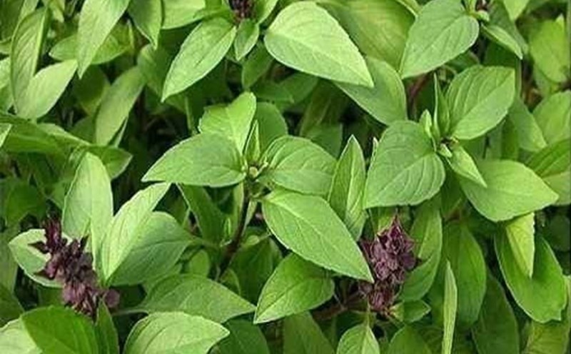 Basil is a natural herb with many significant health benefits for people with diabetes. Illustration: Thanh Ngoc.