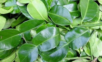 This is a familiar leaf that has the effect of reducing stress and anxiety. Photo: Kieu Vu