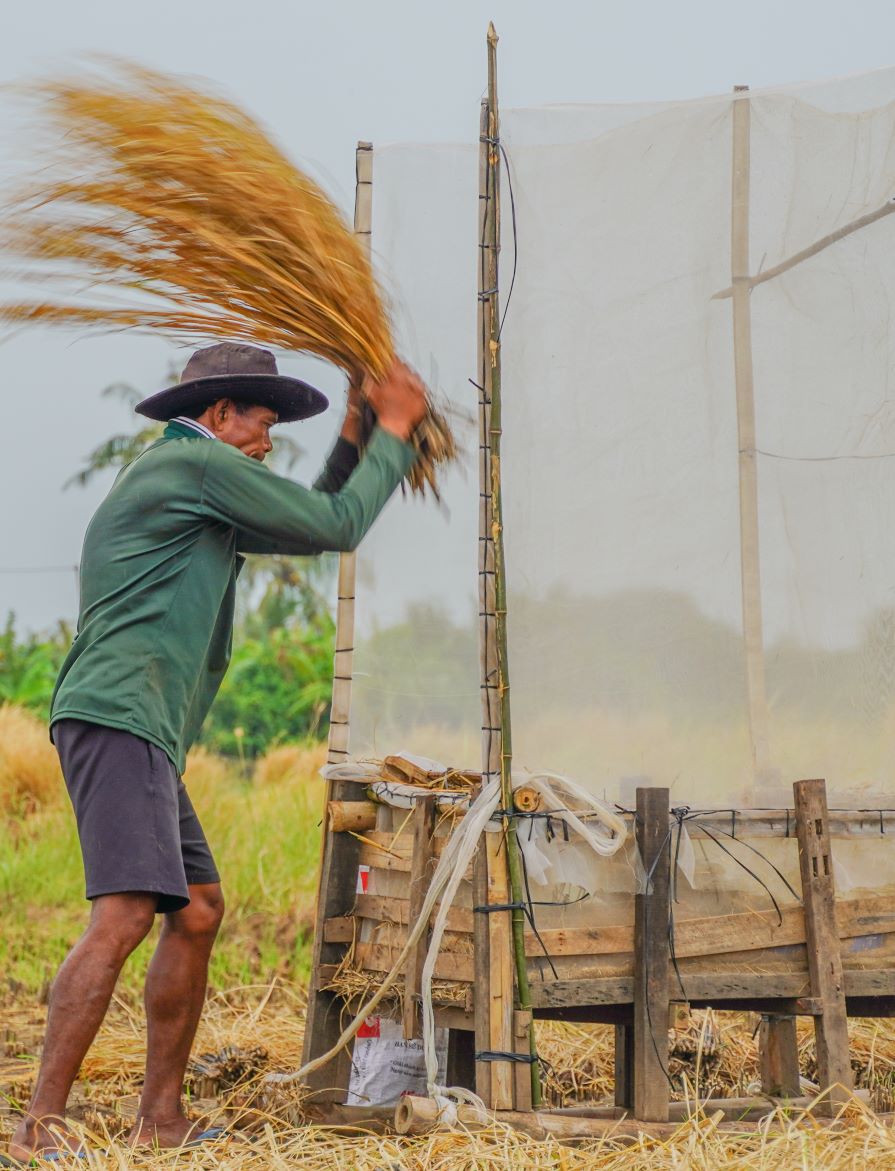 Ba con o day trong lua nhung cot la lay rom de phu dat trong hanh tim. Vi vay khau thu hoach hoan toan bang thu cong. Lua duoc cat den tan goc sau do dap vao chiec bo cho hat lua vang ra. Chiec bo cao khoang 2,5m, co luoi bao quanh tranh cho hat lua vang ra ngoai, phia duoi day de dung cu dung lua. Trong do co thang tre de dap hat lua roi ra khoi bo lua.