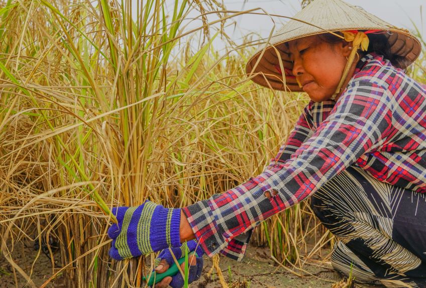 “Neu su dung may gat dap thi rom bi nghien nat, hay roi nen khi dung rom day goc hanh tim rom de bi gio thoi bay. Con khi cat bang luoi liem, tuot hat bang bo soi rom duoc giu nguyen khi phu rom de lam hon“, mot ho trong lua o TX Vinh Chau (tinh Soc Trang) cho biet.