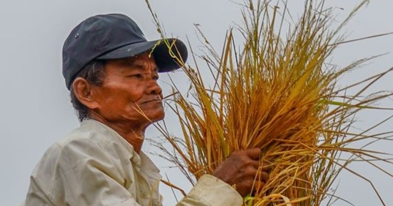 Về nơi cọng rơm quý ngang hạt lúa
