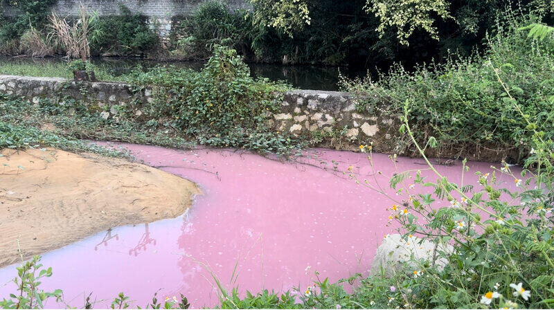 Son Thuy Joint Stock Company's forest products processing factory was fined VND320 million. Photo: Khanh Linh