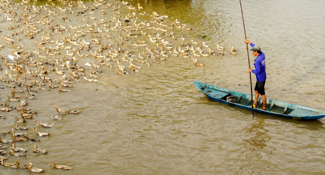 Du vat va nhung nhieu nguoi nuoi vit chay dong van gan bo voi nghe. Anh: Phuong Anh