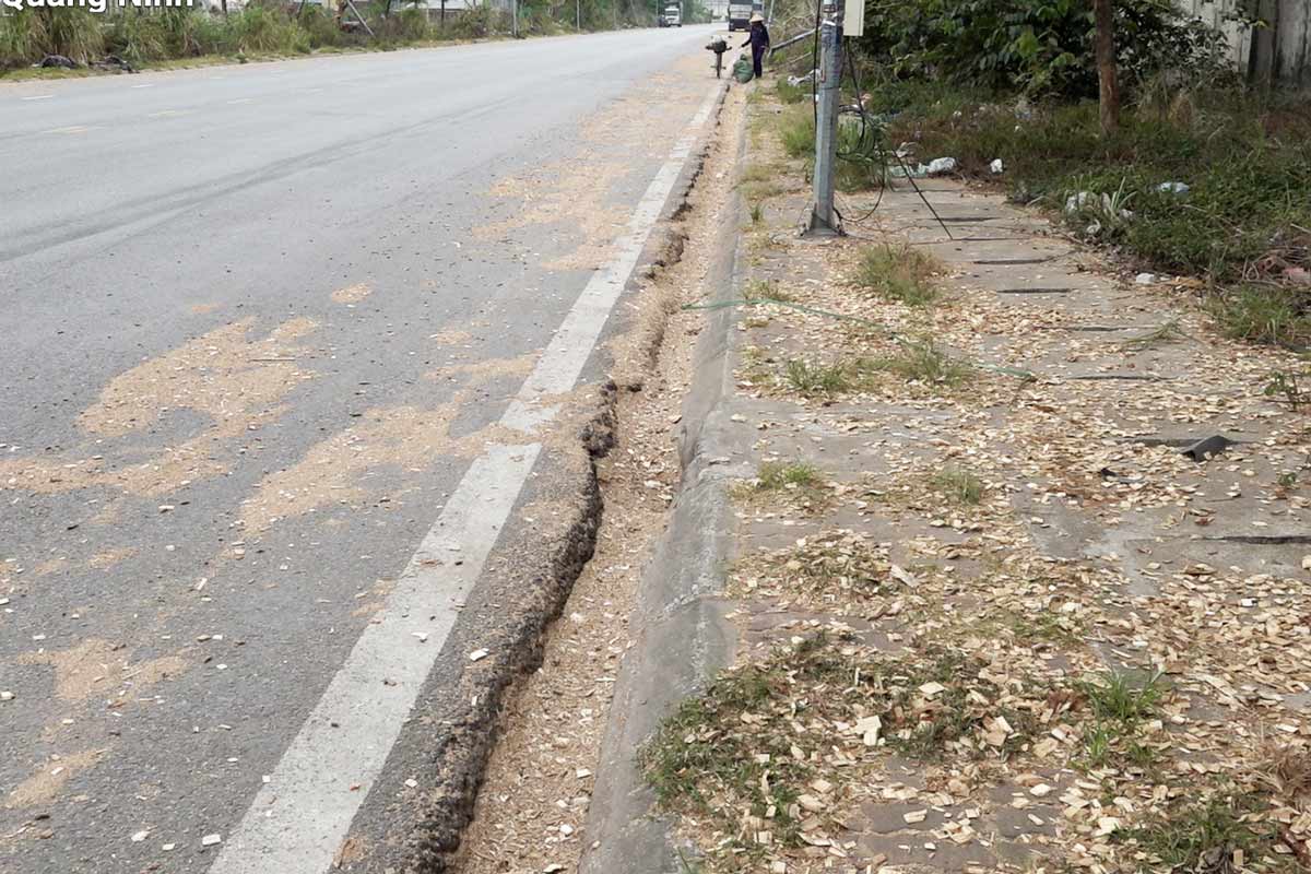 Wood chips scattered along the road from Love Bridge to Cai Lan Port, Ha Long City, Quang Ninh Province. Photo: Doan Hung