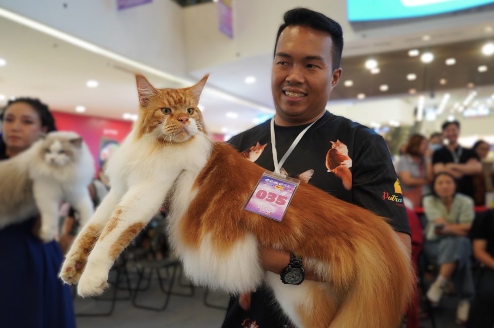 Sufian Bin Mohat (Malaysia) (ben phai) mang den cuoc thi 2 chu meo Maine Coon, trong do co mot chu meo “sieu to khong lo” thu hut su chu y. Sufian cho biet day la lan thu 2 anh den Viet Nam tham du WCF World Show. “De meo cua toi trong giong nhu mot chu su tu nho, toi cho chung an do tuoi song, hat va thuc pham bo sung tot nhat. Tong chi phi cham soc khoang hon 1.000 USD moi thang”, anh chia se.