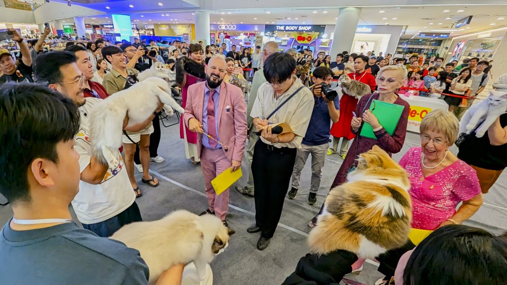  Nam nay, tham gia cuoc thi co nhieu giong meo nhu giong meo Ragdoll, Golden, meo Bengal, meo long xoan Selkirk, meo Anh long dai, meo Munchkin, meo Maine Coon, meo khong long Ai Cap...