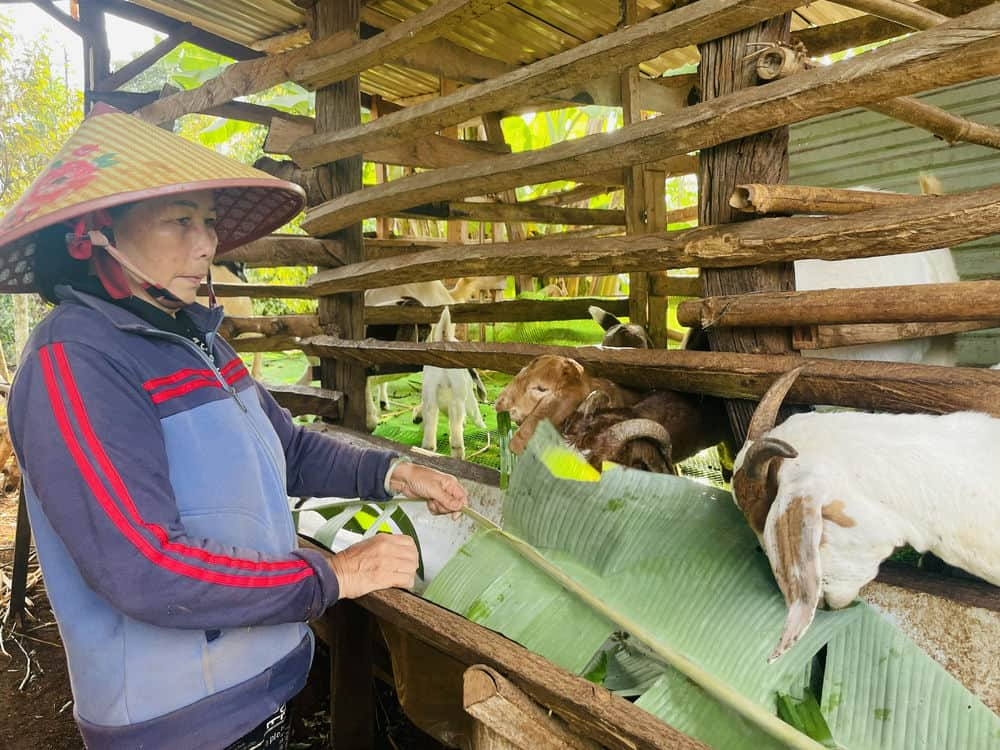 De giong sinh san duoc manh thuong quan ho tro, trao tang giup ba Kim phan khoi lam an. Anh: Tra My 