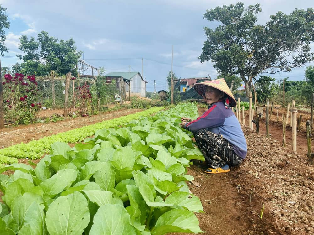 Ba Hoang Thi Kim, 64 tuoi, thon Tan Loi, xa Dak R'Moan trong rau sach cai thien thu nhap. Anh: Tra My 